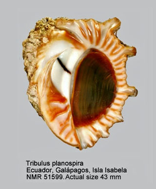 Tribulus planospira.jpg - Tribulus planospira(Lamarck,1822)